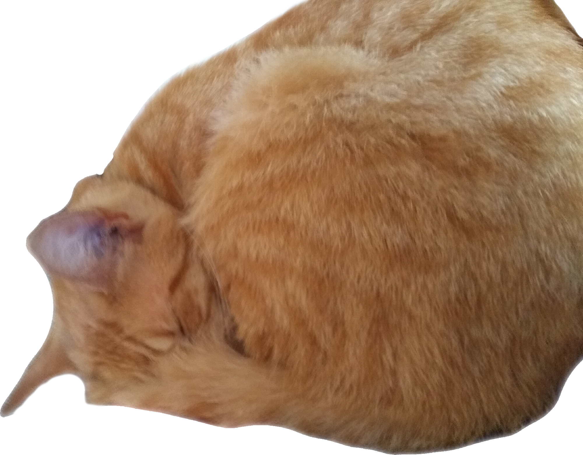 Shy Bibi