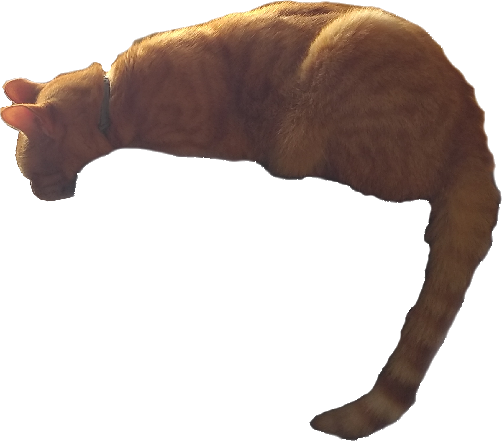 Bibi flying while looking down
