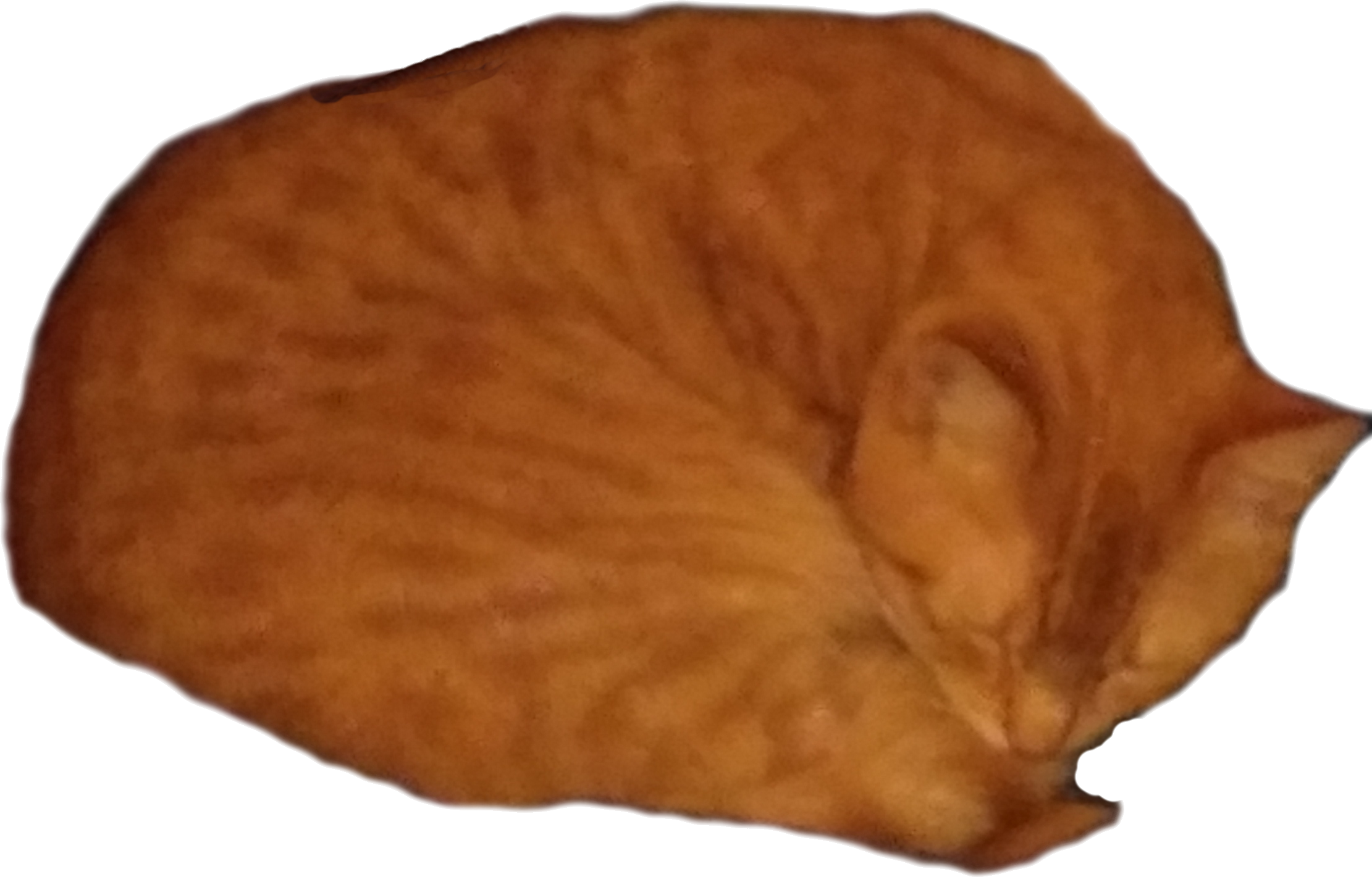 Bibi sleeping