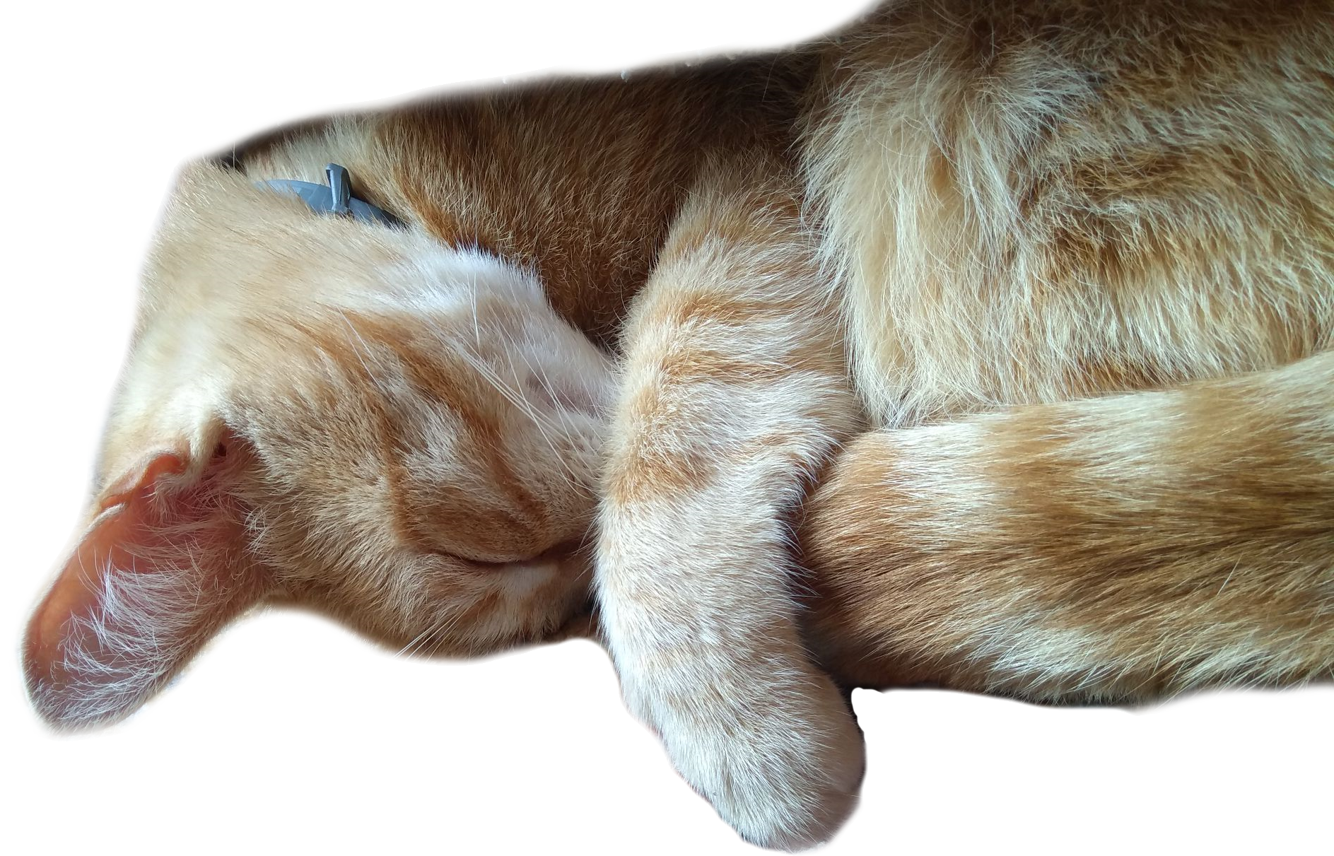 Bibi rectangle