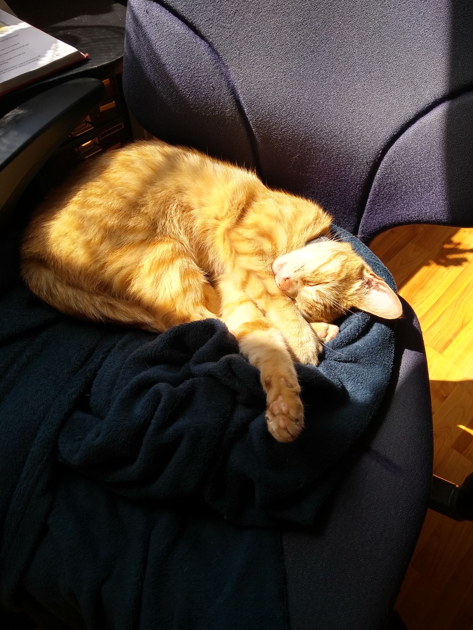 Bibi laying in sun